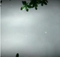 【PC/2D/SLG/汉化】优艳之花·续 银缚之馆 汉化步兵修复版+存档+动画【19G】